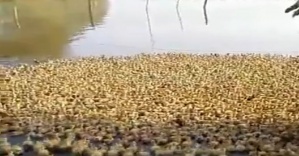 Tam 5 bin ördek yavrusu ilk kez suyla tanıştı