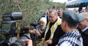 Erdoğan ve eşi zeytin topladı