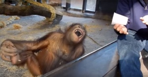 İllüzyon gösterisi orangutanı gülme krizine soktu