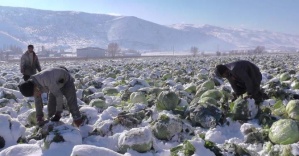 Lahanalar kar altında kaldı