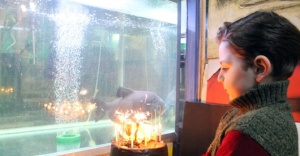 Dünyanın en yaşlı piranasına doğum günü partisi