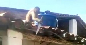 Maymun elinde bıçakla çatıya çıktı