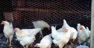 Tavuk yumurtası üretimi verileri açıklandı