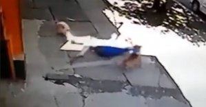 Pitbull kadın ve köpeğine böyle saldırdı