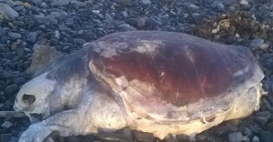 Sahilde 6 deniz kaplumbağasının ölüsü bulundu