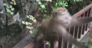 Hayvanat bahçesindeki maymun, cips kutusunu böyle kaptı