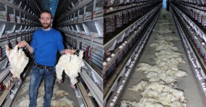 Elektrikler kesildi: 40 bin tavuk telef oldu