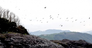 Giresun Adası binlerce kuşu misafir ediyor