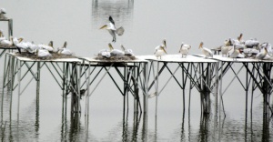 Pelikanların aşk yuvası: Manyas Kuş Cenneti