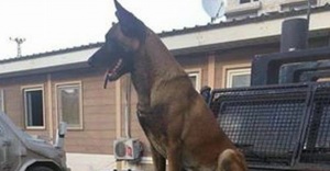 PÖH köpeği teröristi etkisiz hale getirirken öldürüldü