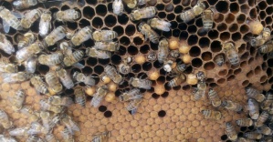Akraba evliliği yapan arıların genetiği değişti