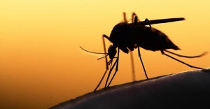 Avrupa’ya Zika virüsü uyarısı