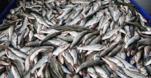 Balığın yüzde 70’i  Karadeniz’den