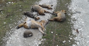 Bursa’da hayvan ölümlerinde şaşırtan rapor