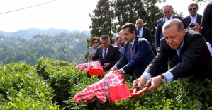 Cumhurbaşkanı Erdoğan çay kesti