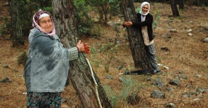 CHP&#039;li Belediye binlercesini kesecek diye, halk ağaçlara sarıldı!