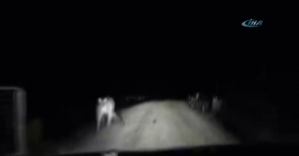 Kanguru otomobile karanlık yolda böyle saldırdı