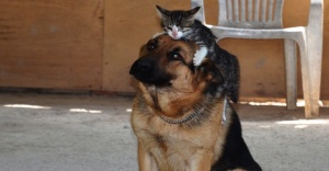 Kedi ile köpeğin örnek dostluğu