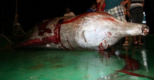 Muğla’da karaya yaralı balina vurdu