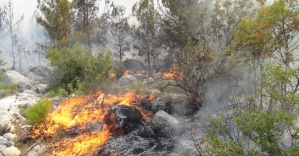 Silifke’de 100 dönüm orman yandı
