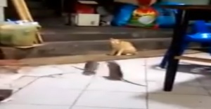 Dev fareler birbirine girdi, kedi şaşkınlıkla izledi