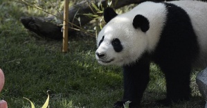 Dev panda nesli tükenen hayvanlar listesinden çıkarıldı