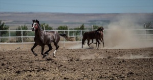 
Safkan Arap atları Suruç Ovası'nda yetişiyor
