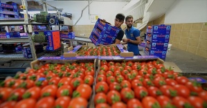 Rus firmalarından yaş sebze meyve talepleri gelmeye başladı