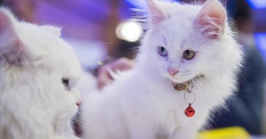 Dünya'nın en özel kedi ırkları İstanbul'da yarışacak