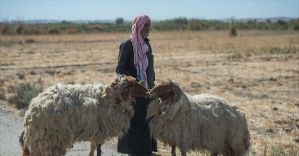'Fırat Kalkanı Harekatı' Suriyeli çobanlara da nefes aldırdı
