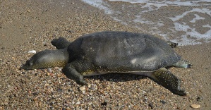 Mersin sahilinde ölü Nil kaplumbağası bulundu