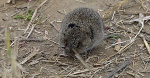 Taş Devri&#039;nde &quot;insanlar&quot; kemirgenlerle beslenmiş olabilir