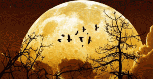 Ay’a bak! &#039;Ayın Ondördü’ne bak!..