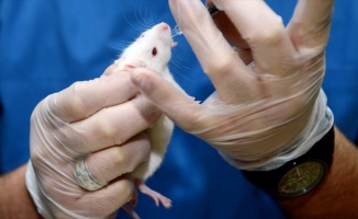 Bilim insanları dünyadaki ilk fare kafası nakline imza attı
