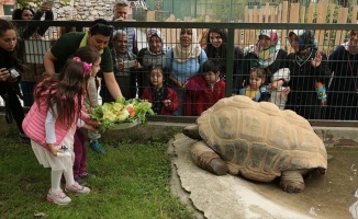 Kaplumbağa 'Tuki' 97 yaşına girdi