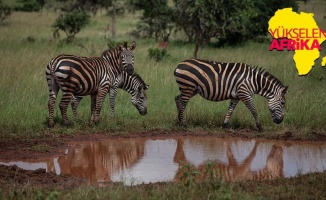 Afrika’nın Akagera Milli Parkında envai çeşit hayvan ve adrenalin...