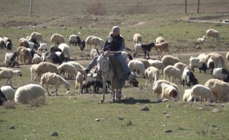 Küçük çobanlar Çoban Fuarı'na katılacak
