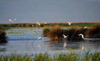 Doğu Karadeniz'de 26 bin 826 su kuşu tespit edildi