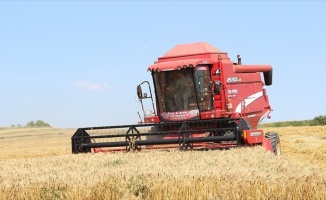 Edirne'de buğday hasadı başladı