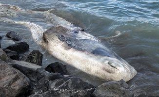 Kıyıya vuran balinanın türü tespit edildi