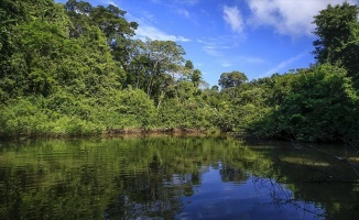 Amazon ormanları yağışını kendisi başlatıyor