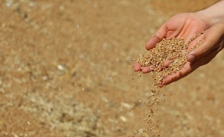 Gümrük vergisi düşünce buğday fiyatı 95 kuruşa geriledi