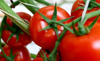 Rusya ve Türkiye İzmir Fuarı'nda domates ithalatını görüşecek