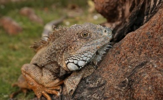 Ekvador'daki park iguanaların evi oldu
