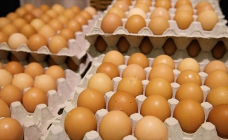 Hollanda hükümetinden 'ilaçlı yumurta' açıklaması