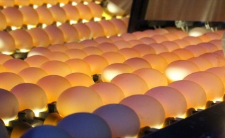 Türkiye&#039;deki yumurtalarda “fipronil“ maddesi çıkmadı