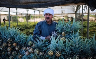 Gazzeli çiftçiler, az suya ihtiyaç duyan meyvelerden ananas üretti