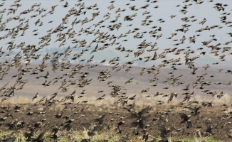 Manyas Gölü semalarında sığırcık kuşlarından görsel şölen