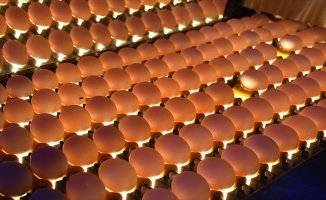 İran'da artan yumurta fiyatlarını Türkiye düşürecek