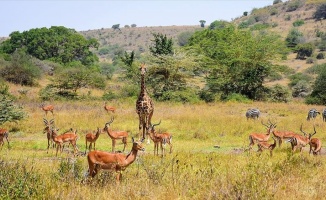 Kenya&#039;da başkentin göbeğinde safari heyecanı